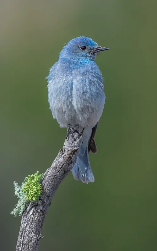 Mountain bluebird - Birds Bulletin Home Page