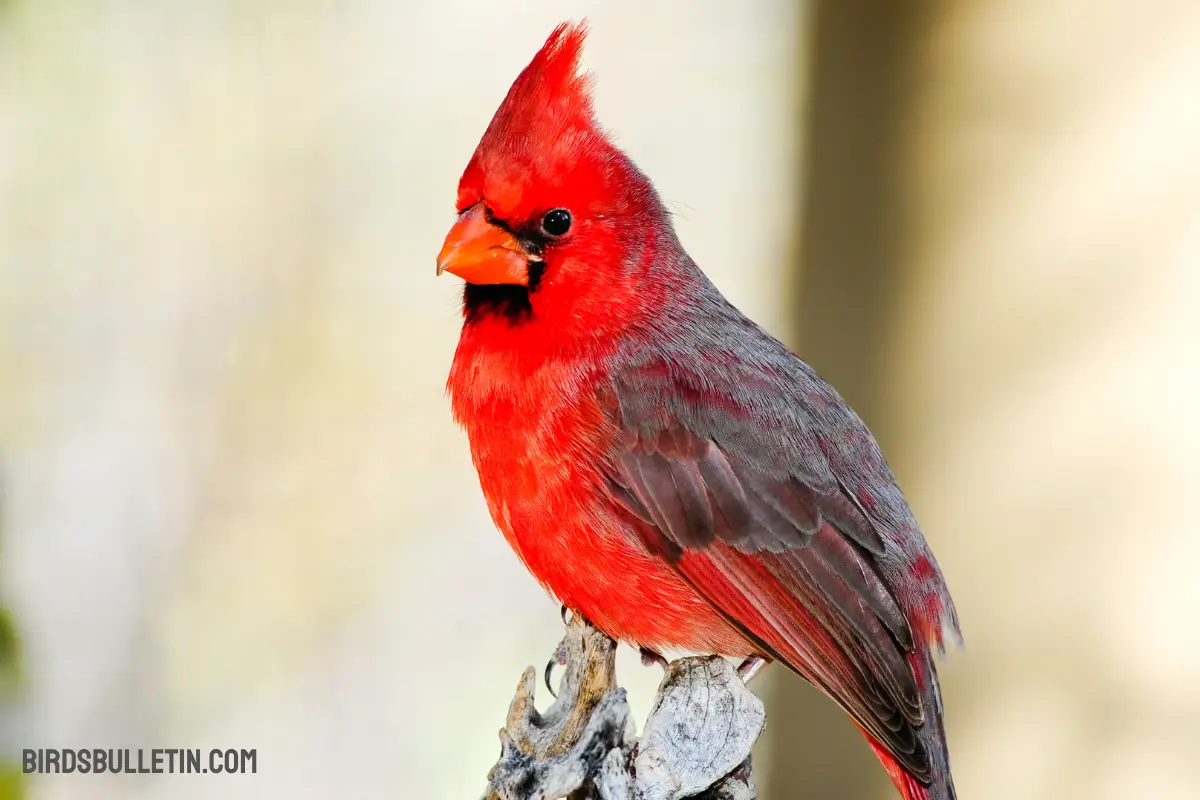 Northern Cardinal: Migratory Behavior And More Birds Bulletin