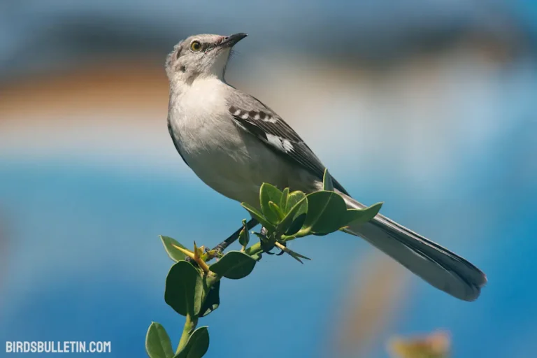 Northern Mockingbird Overview