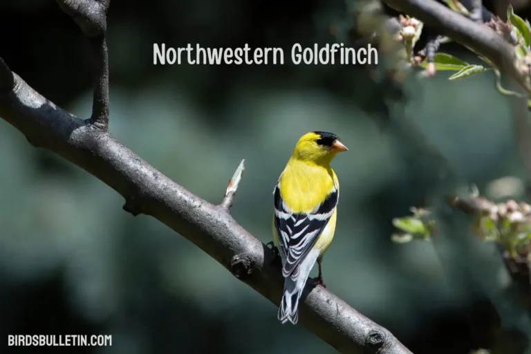 Overview Of The Northwestern Goldfinch
