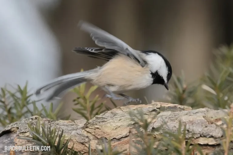 Gray-Headed Chickadee: Subspecies And More