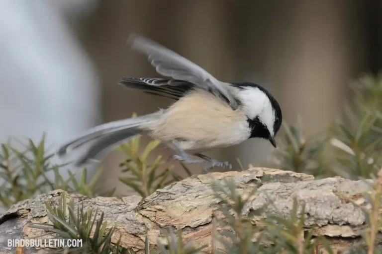 Overview Of Gray-Headed Chickadee