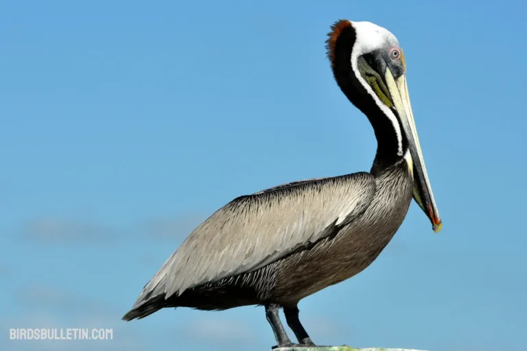 Overview Of The Caribbean Brown Pelican