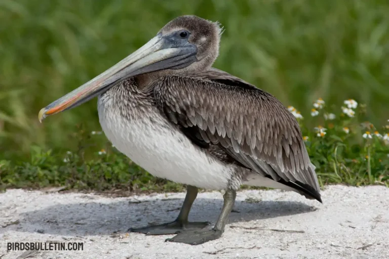 Overview Of The Galapagos Brown Pelican