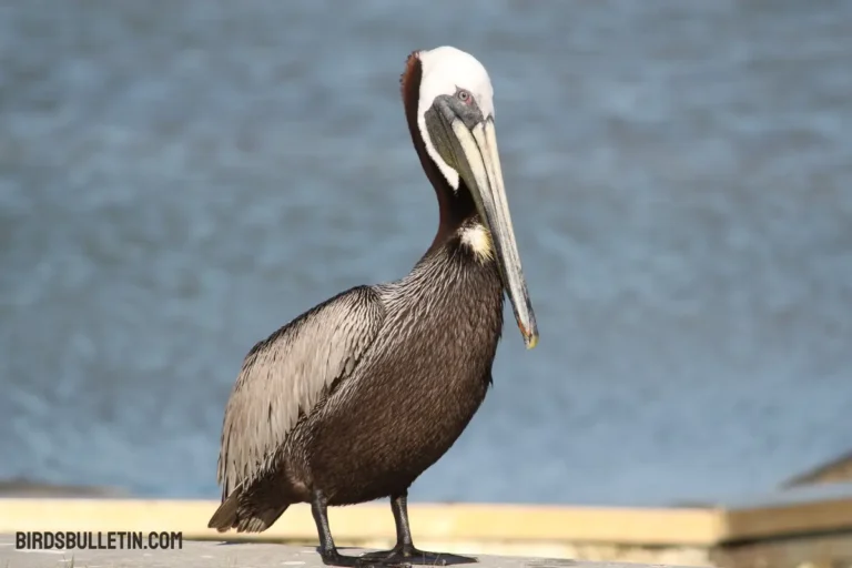 Overview Of The Pacific Brown Pelican