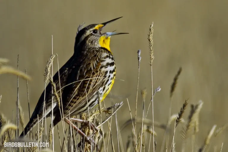 Pacific Northwest Meadowlark (S.N. Confluenta)