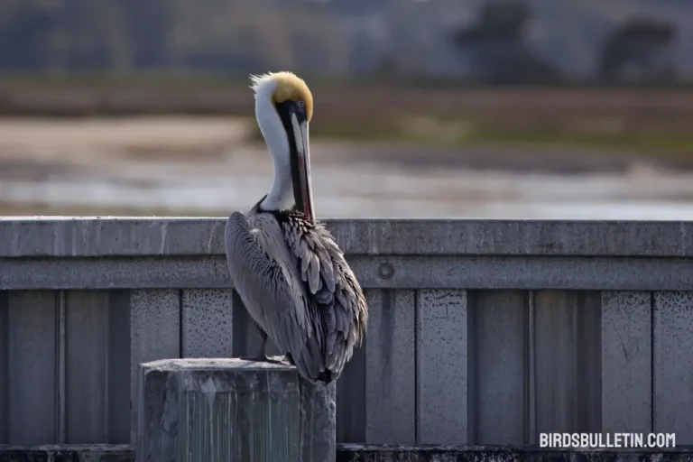 Overview Of California Brown Pelican