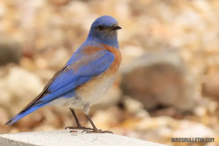 Western Bluebird (Beautiful Songbird)