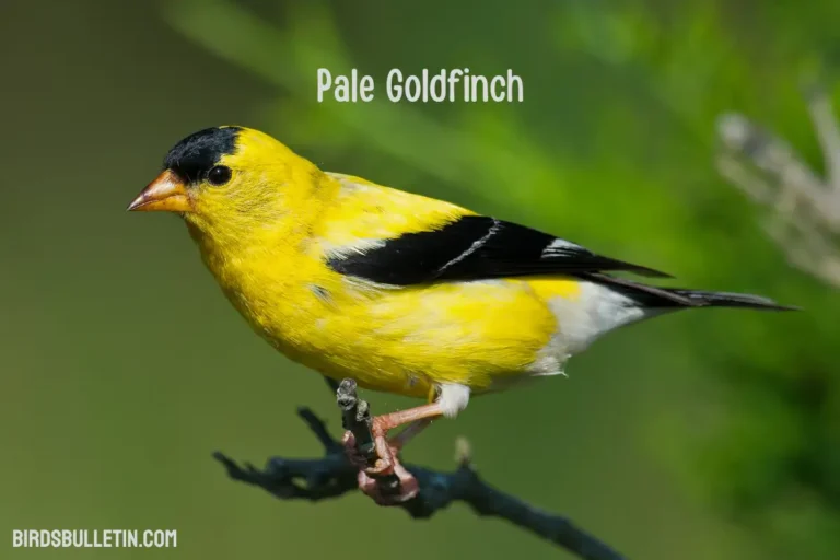 Overview Of The Pale Goldfinch