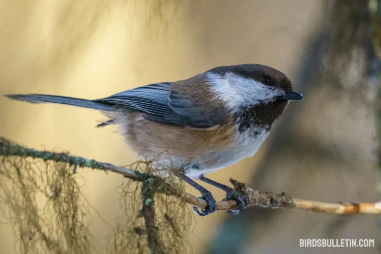 Poecile Cinctus Cinctus (Boddaert, 1783)