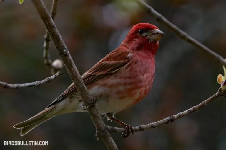 Purple Finch Overview