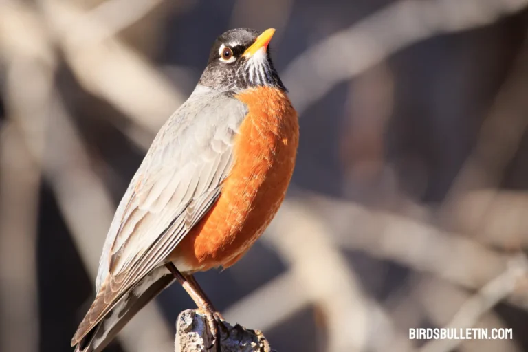 Turdus Migratorius Achrusterus (Southern Robin)