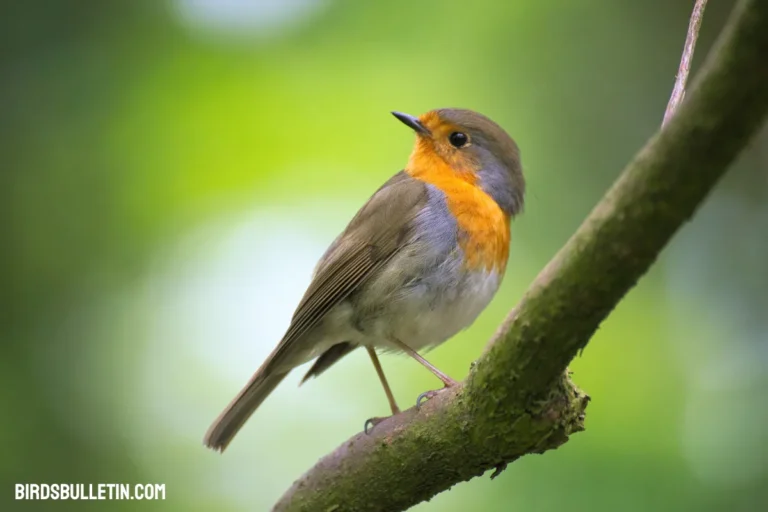 Turdus Migratorius Confinis