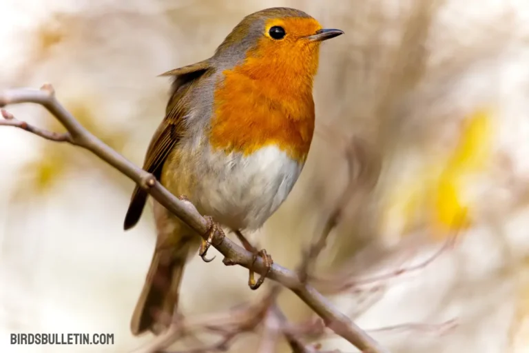 Turdus Migratorius Nigrideus