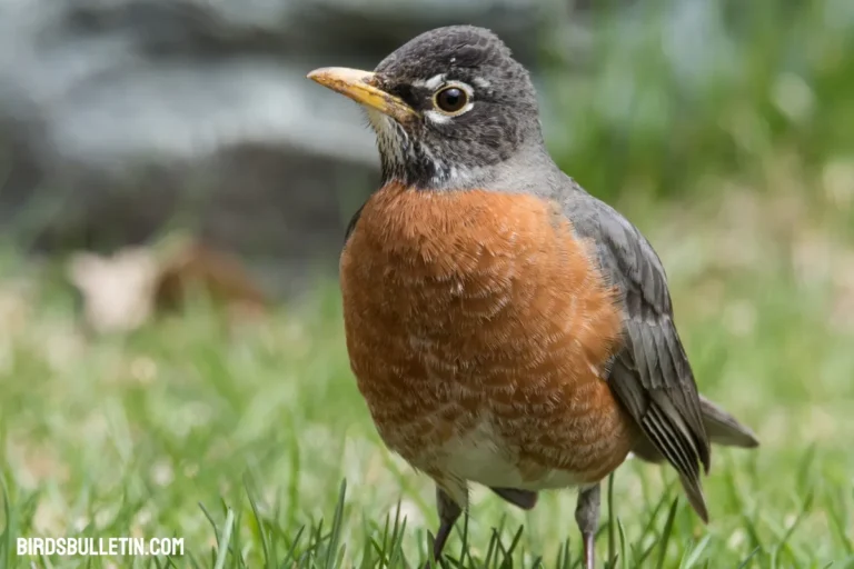 Turdus Migratorius Nigrideus
