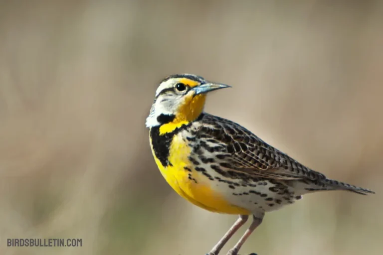 Western Meadowlark Overview