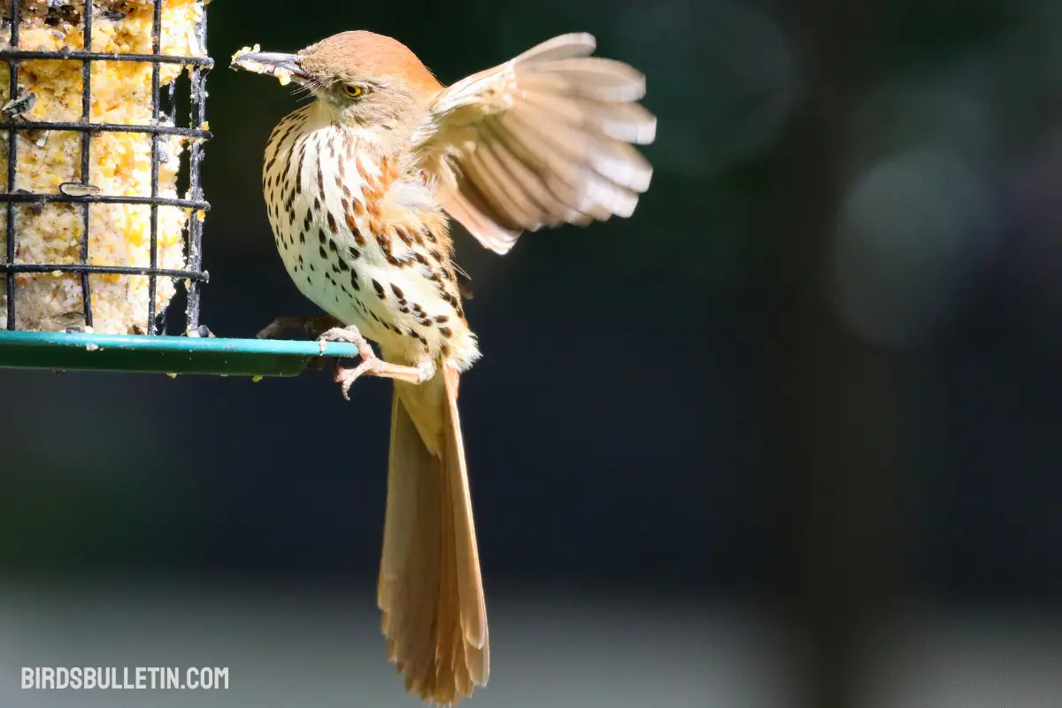 What Do Brown Thrashers Eat? Birds Bulletin