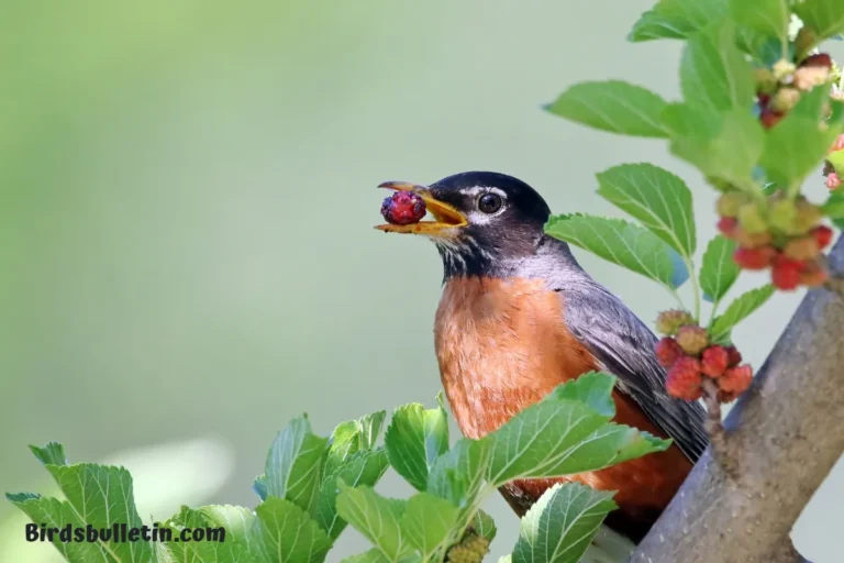 What Do American Robin Eat?