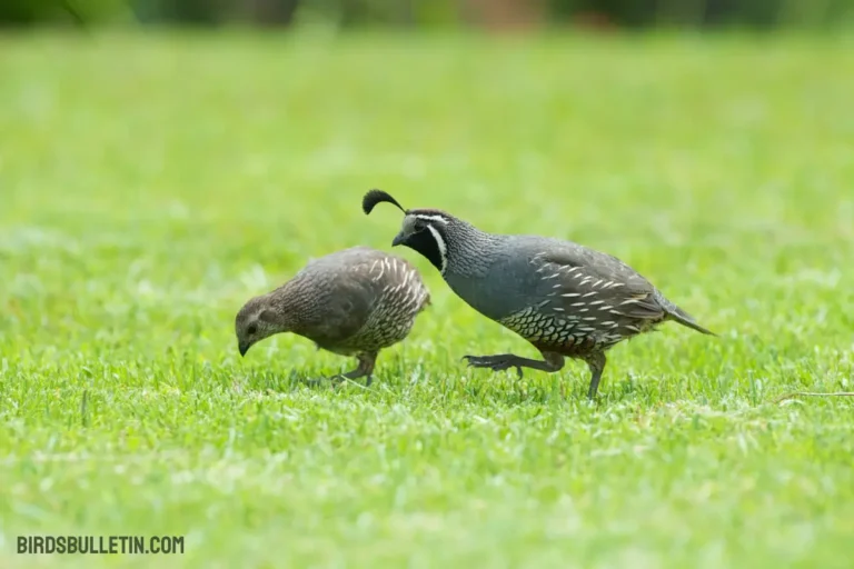 What Do California Quail Eat