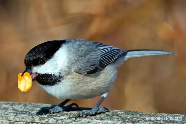 What Do Carolina Chickadees Eat?