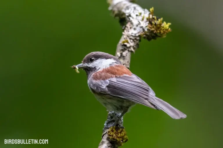 What Do Chestnut-Backed Chickadees Eat?