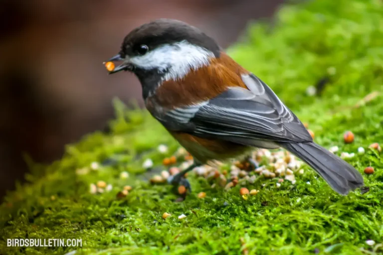 What Do Chickadees Eat