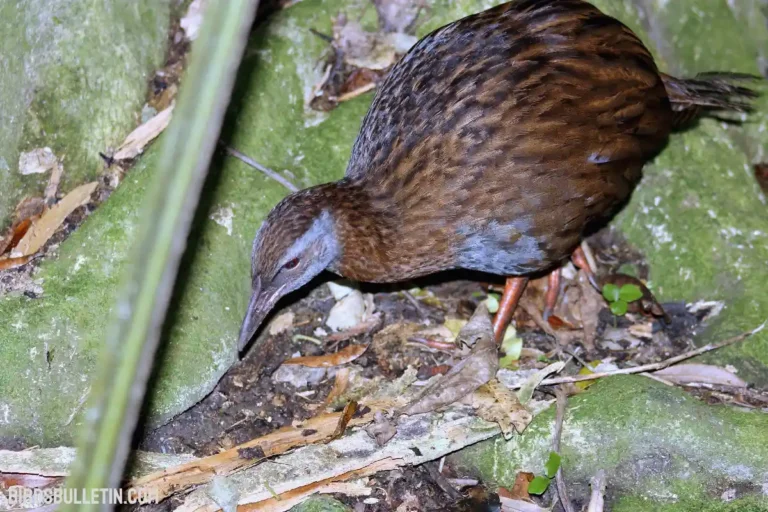 What Do Guam Rail Bird Eat