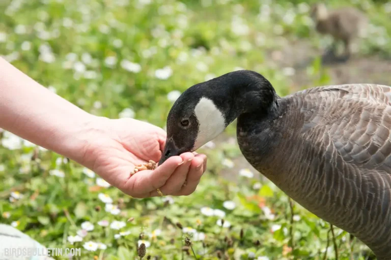 What Does Hawaiian Goose Nene Eat?