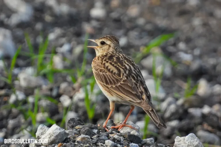 What Do Lark Buntings Eat?