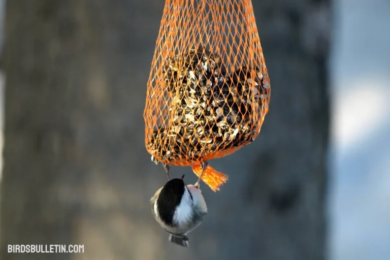 What Do Mountain Chickadees Eat?