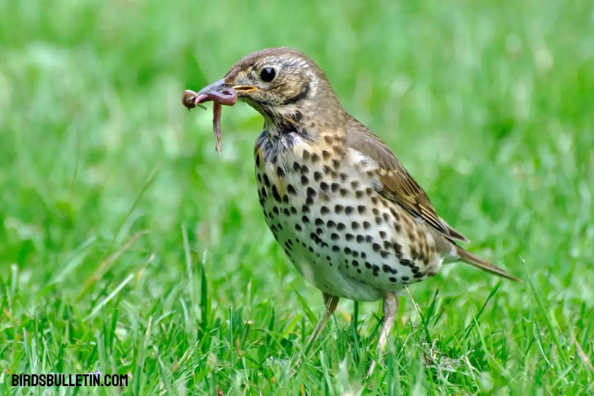What Do Wood Thrush Eat? Birds Bulletin