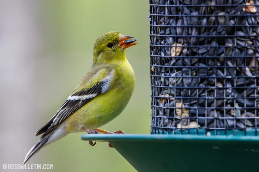What Does American Goldfinch Eat? - Birds Bulletin
