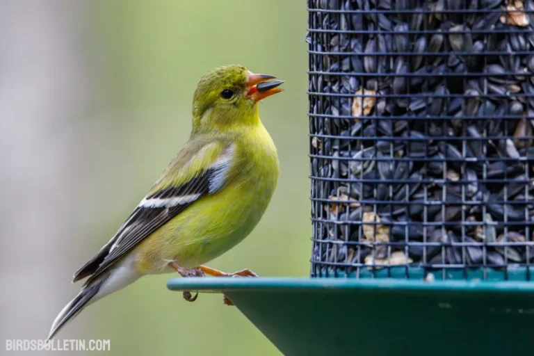 What Does American Goldfinch Eat?