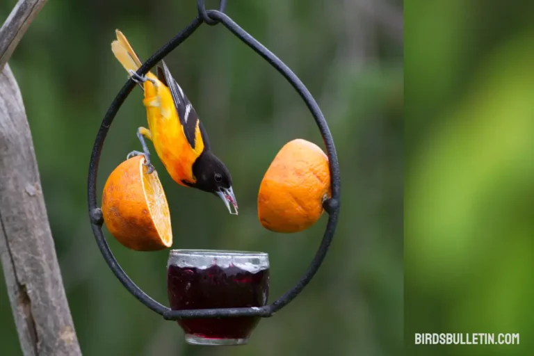What Does Baltimore Orioles Eat