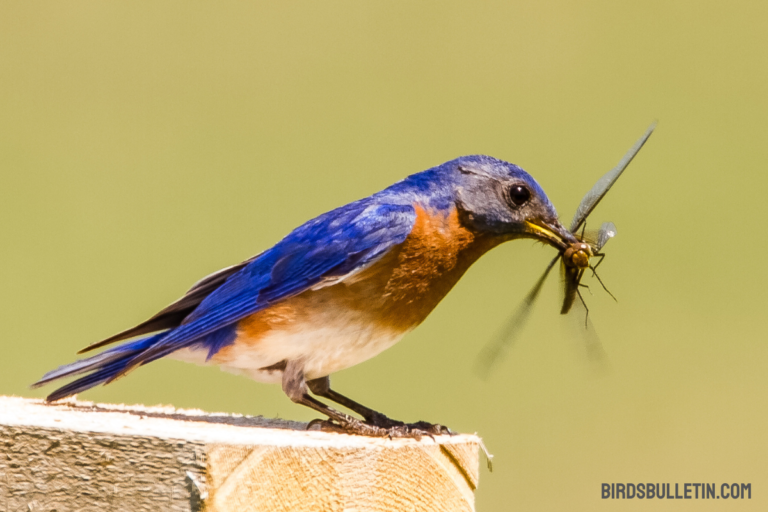 What Does Eastern Bluebird Eat?