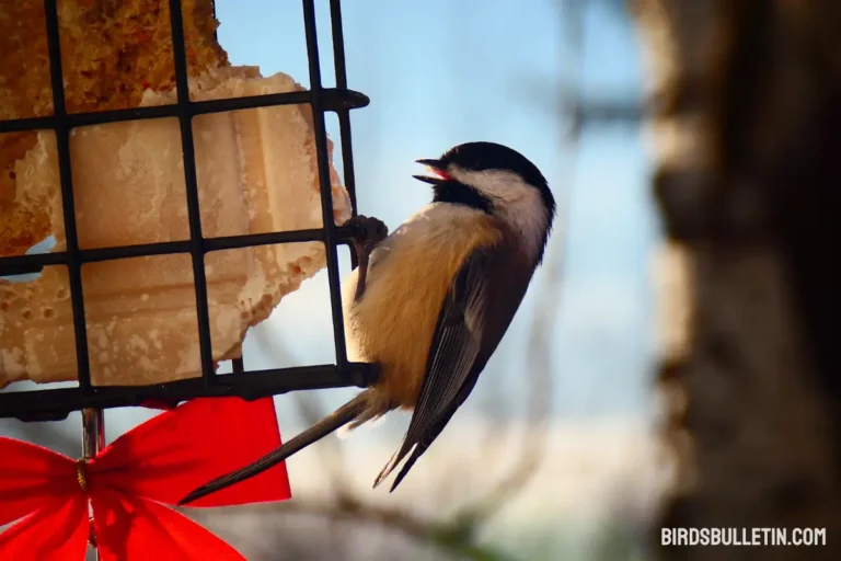 What Does Gray-Headed Chickadees Eat?