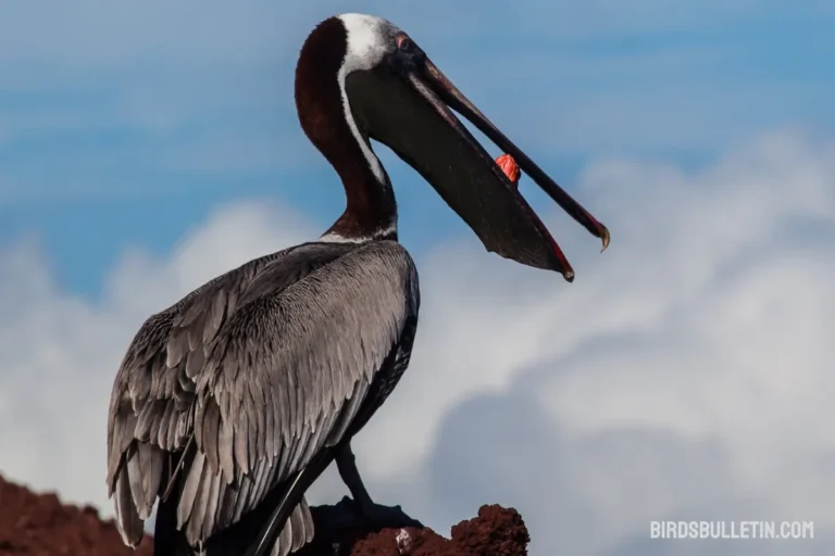 What Does the Brown Pelican Eat?