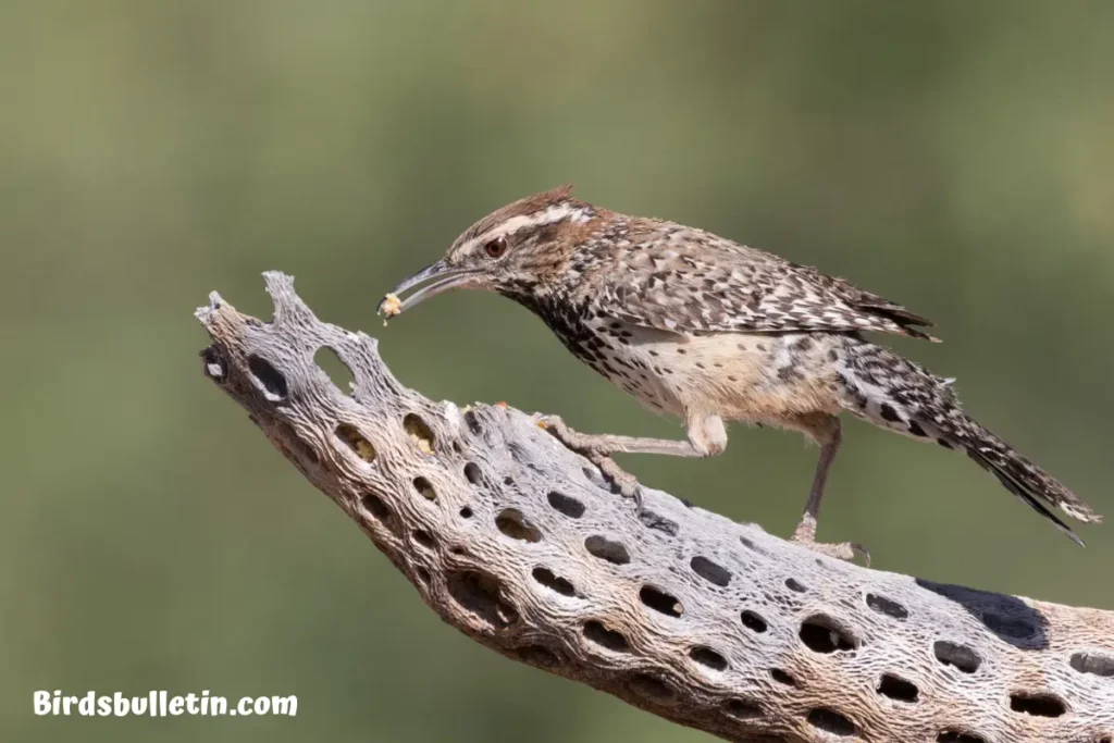 What Does the Cactus Wren Eat