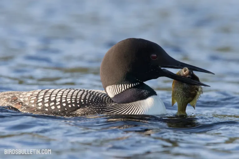 What Does the Common Loon Eat?