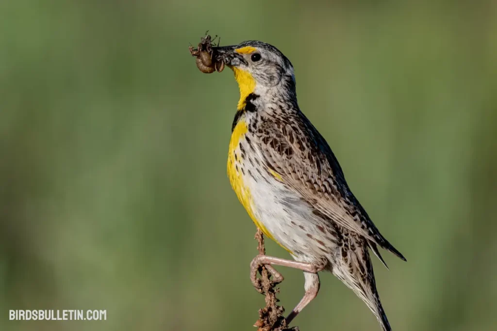 What Does the Western Meadowlark Eat