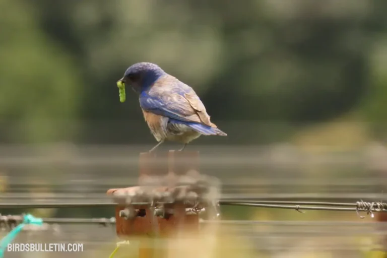 What Western Bluebirds Eat