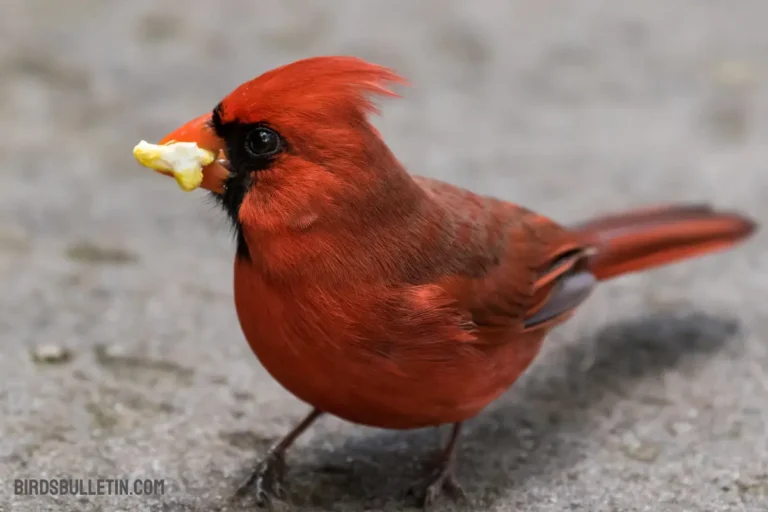 What Do Northern Cardinals Eat?