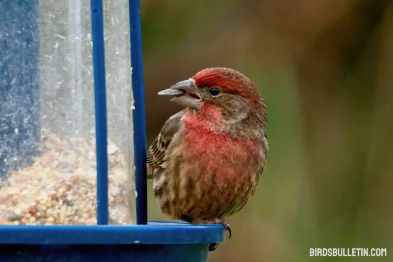 What do Purple Finch Eat