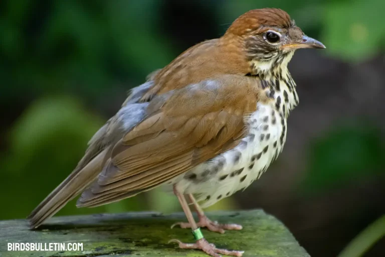 Wood Thrush Overview (Beloved Songster)