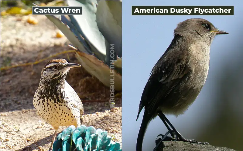 Birds Look Like American Dusky Flycatcher