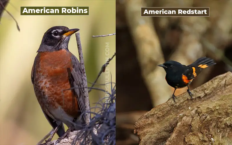 Birds Look Like American Redstart
