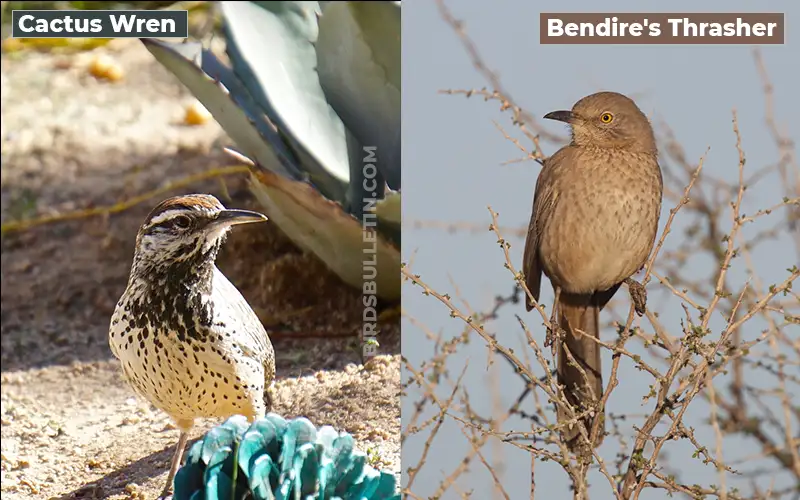 Birds Look Like Bendire's Thrasher