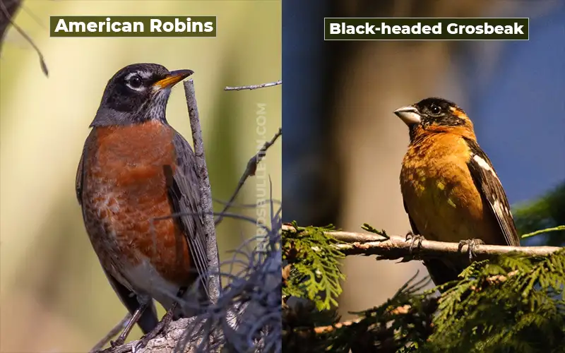 Birds Look Like Black-headed Grosbeak