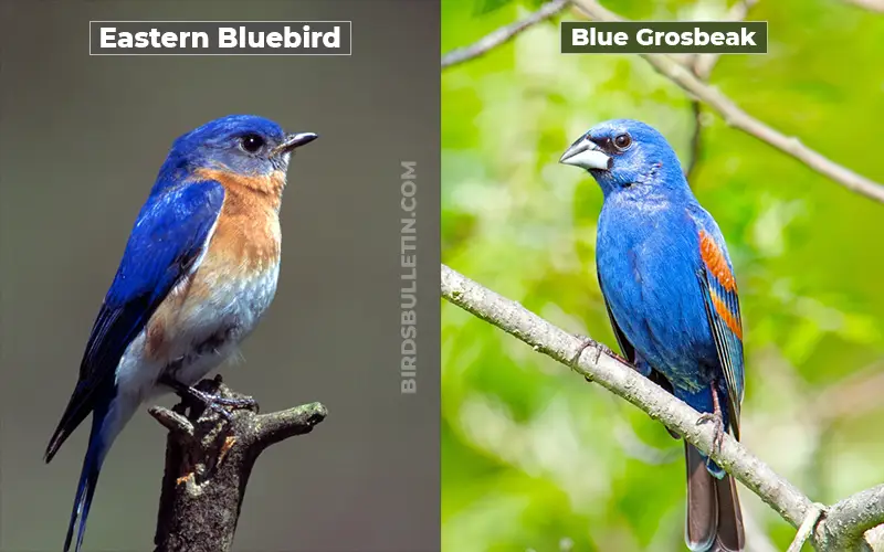 Birds Look Like Blue Grosbeak