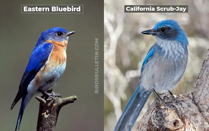Birds Look Like California Scrub-Jay